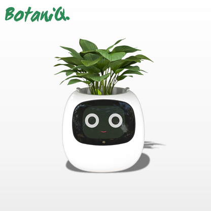 BotaniQ.® Ivy Ai Smart Plant Pot